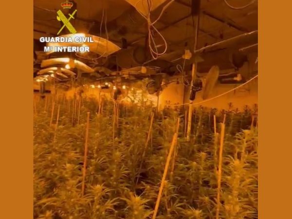 Seis detenidos en Cabanes y Oropesa del Mar por plantación de marihuana