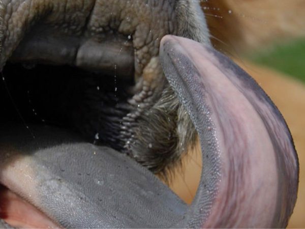 Primer caso del virus de la Lengua Azul en la Comunitat Valenciana