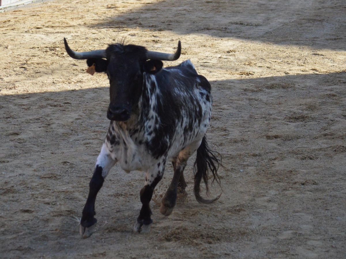 Almassora abre el Concurso de Fotografía Taurina para Santa Quitèria