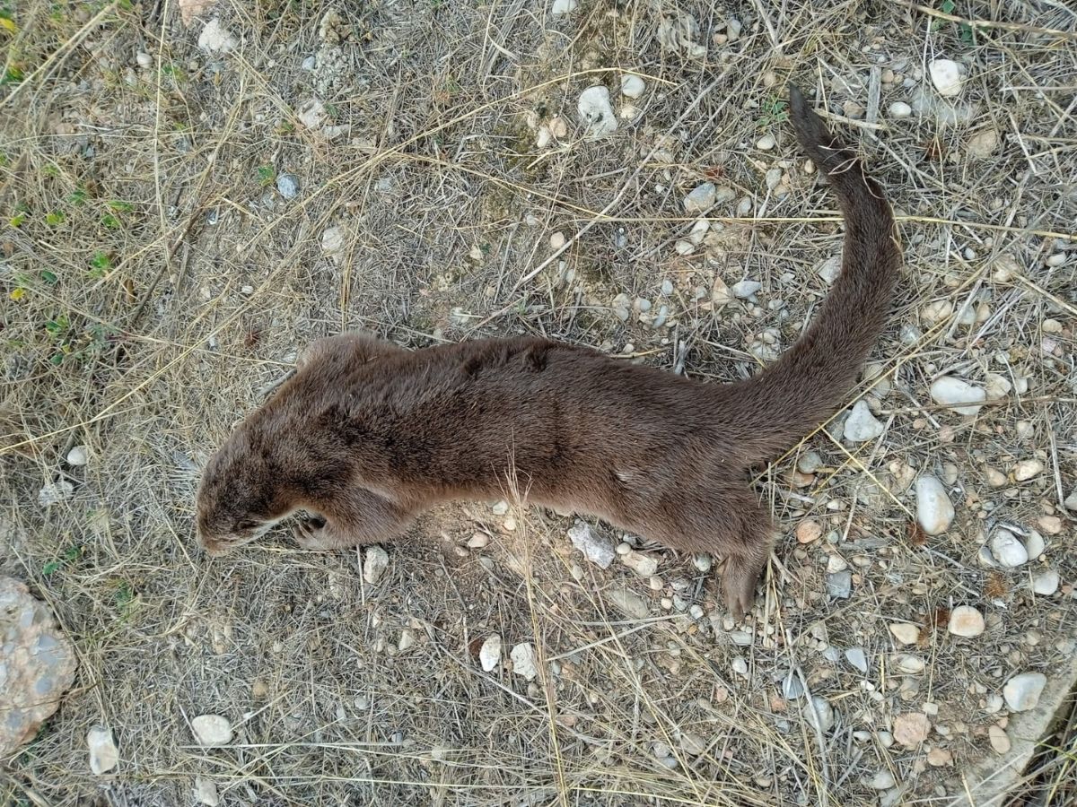 Aparece una Nutria muerta en el Paisaje protegido del Mijares