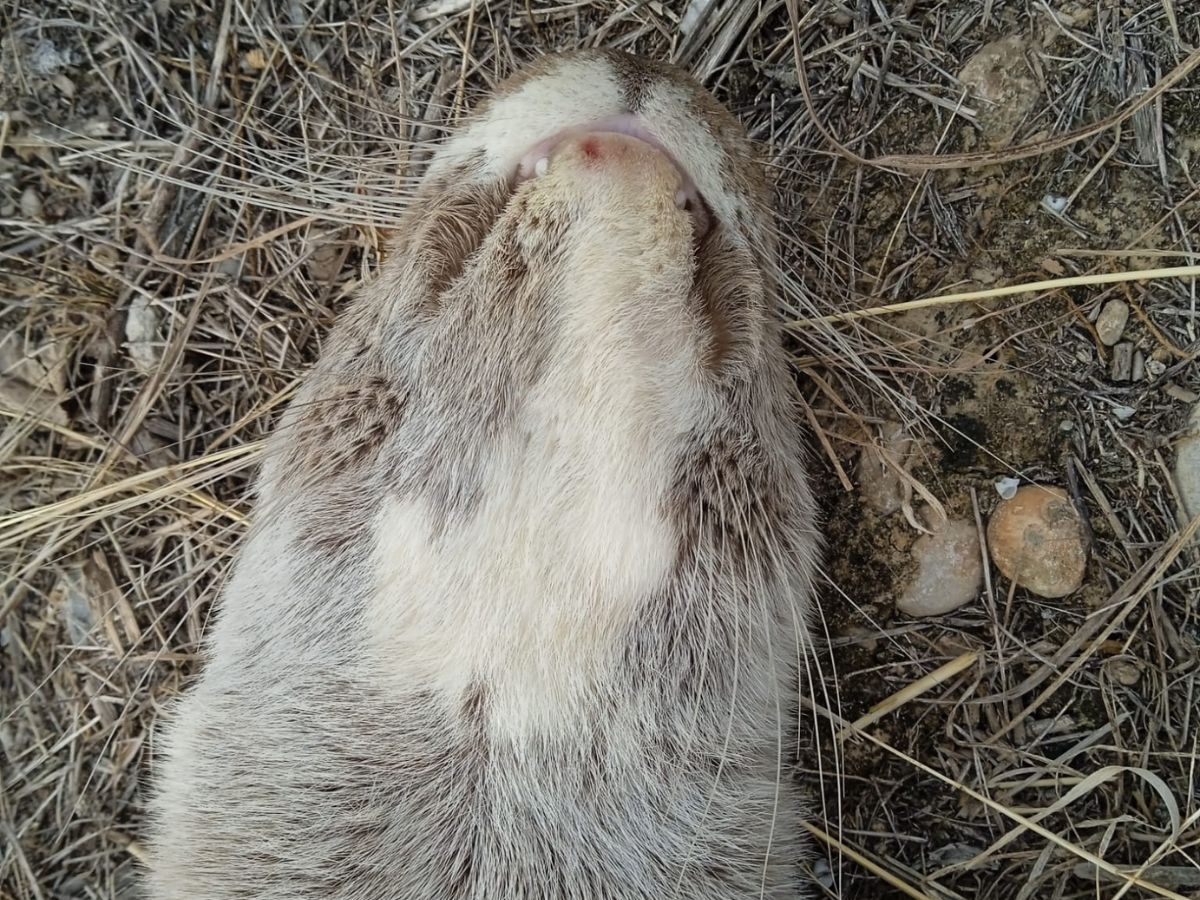 Aparece una Nutria muerta en el Paisaje protegido del Mijares marzo 2024 2