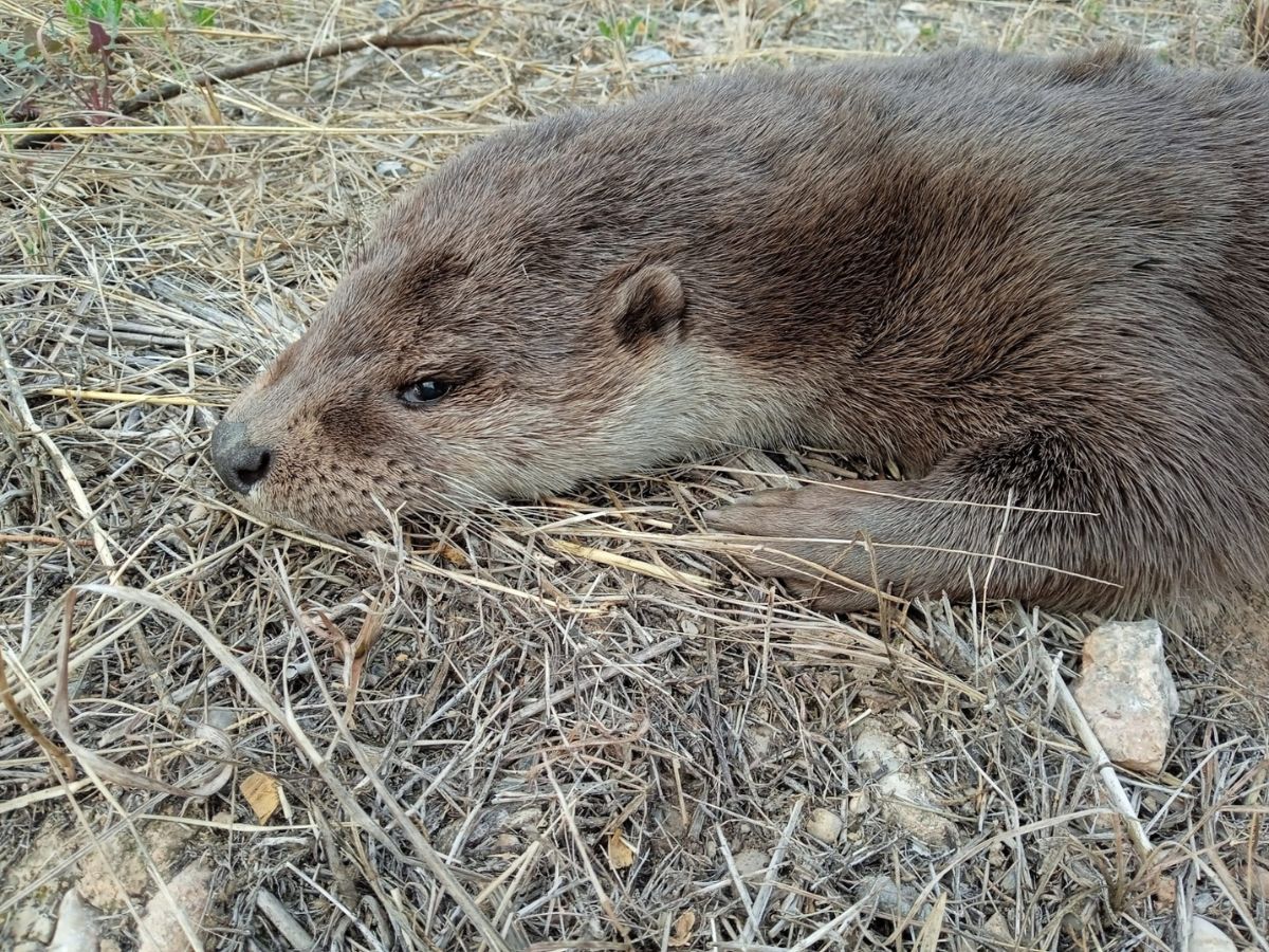 Aparece una Nutria muerta en el Paisaje protegido del Mijares marzo 2024 3