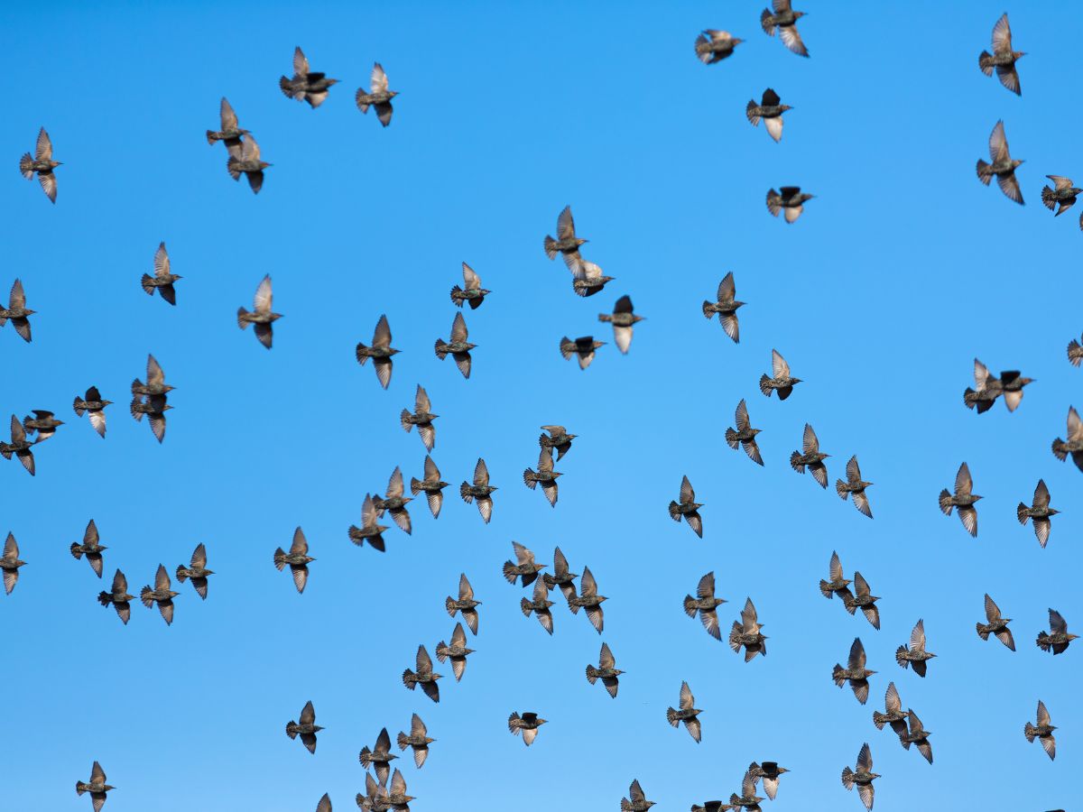 Denuncian incremento de aves en campos valencianos por las Fallas