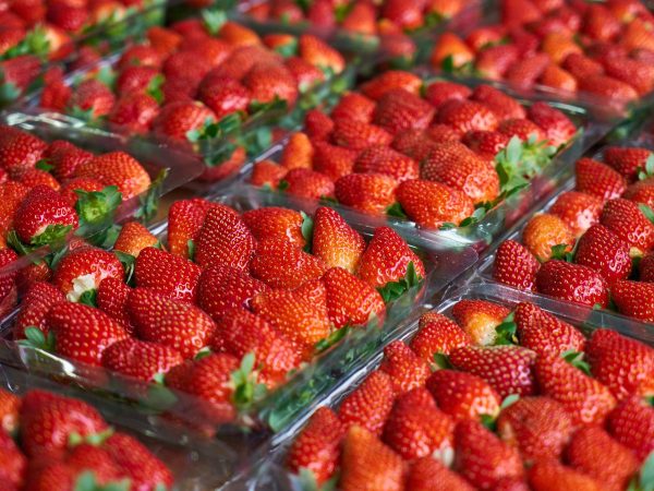 Denuncian una segunda entrada de fresas de Marruecos con hepatitis A