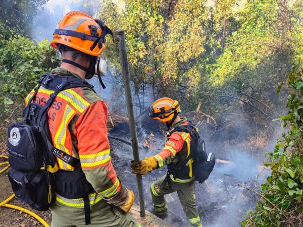 Incendio forestal en el delta del Palancia, término de Sagunto