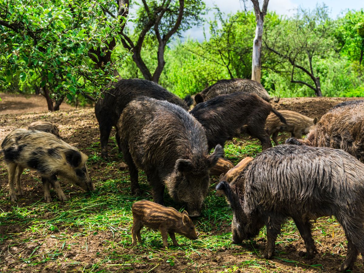 La Federación de Caza aborda la sobrepoblación de especies en la Comunitat