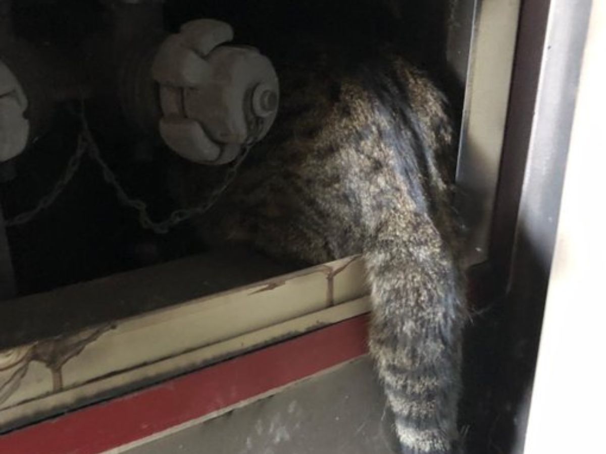 Los Bomberos encuentran con vida a un gato tras el incendio de Valencia- ornacina