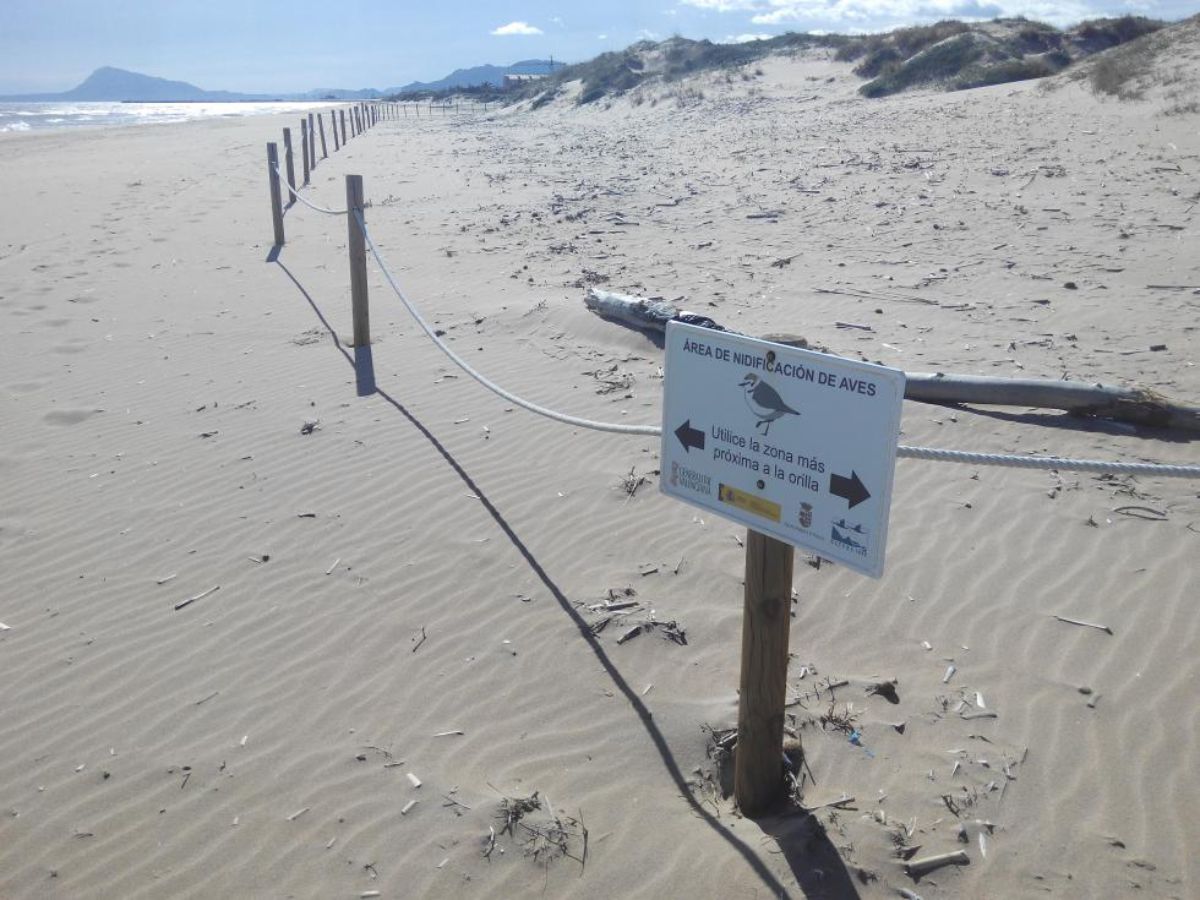 Medio Ambiente intensifica la protección del Chorlitejo Patinegro en las Costas Valencianas talanqueras