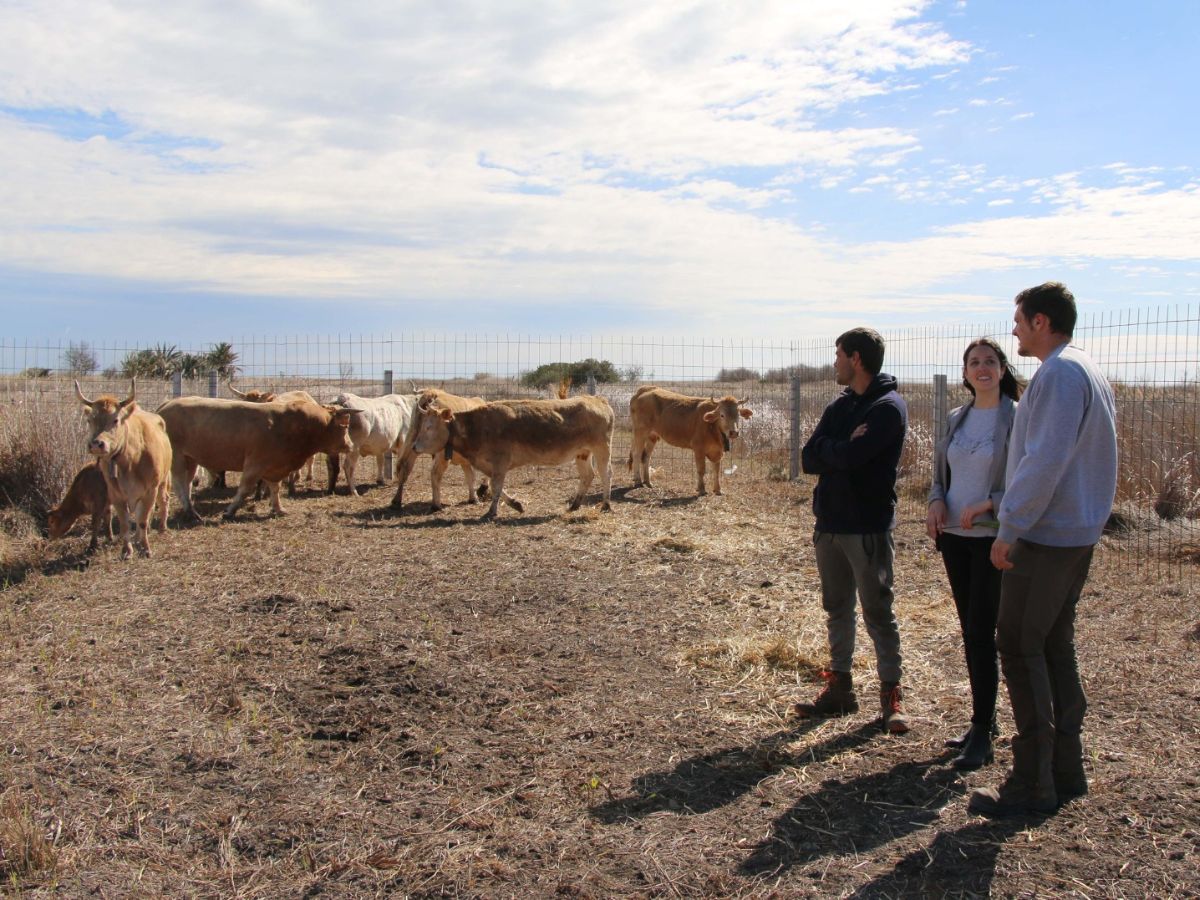 Torreblanca recupera la ganadería extensiva en el Prat 15 vacas