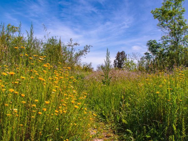 «Alternativas frente al abandono de tierras» en Artana