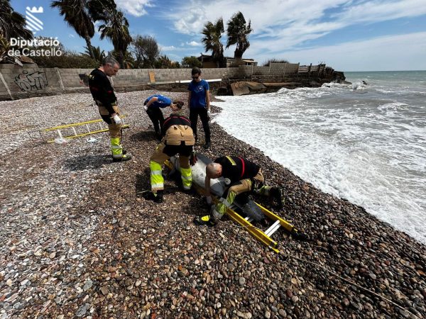 Aparece muerto un delfín en la playa de Nules