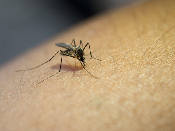 Burriana da un importante paso en la guerra contra los mosquitos