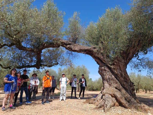 Canet lo Roig reinventa las rutas guiadas a los olivos milenarios