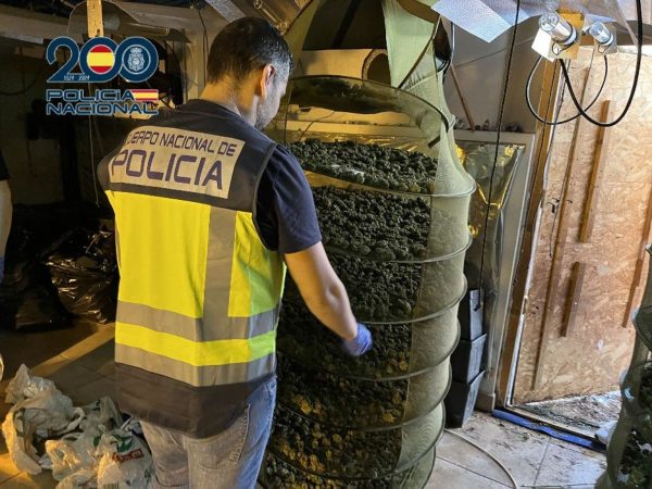 Desmanteladas dos plantaciones de marihuana con más de 2.500 plantas