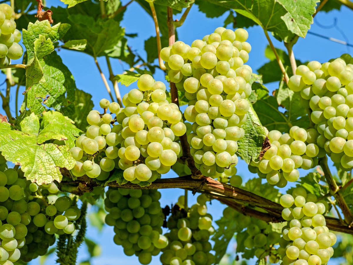 Discriminación con la uva de vino de la Comunitat Valenciana