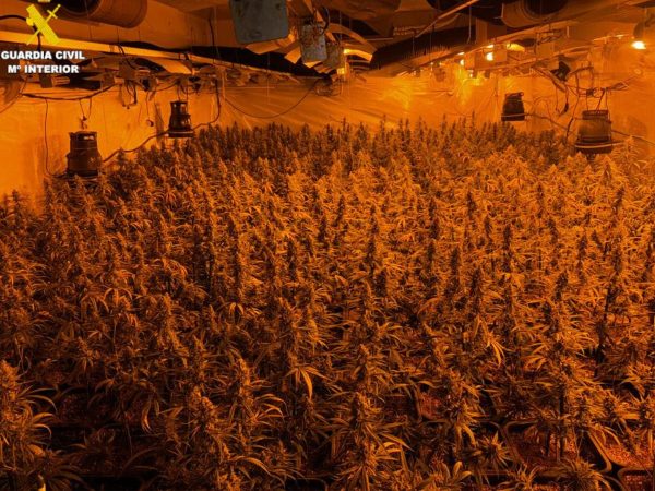 Dos detenidos en l’Alcora por plantación ‘indoor’ de marihuana