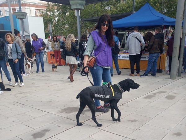 Gran éxito del Festival de Adopción de Benicàssim