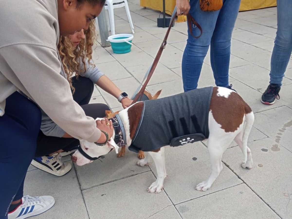 Gran éxito del Festival de Adopción de Benicàssim