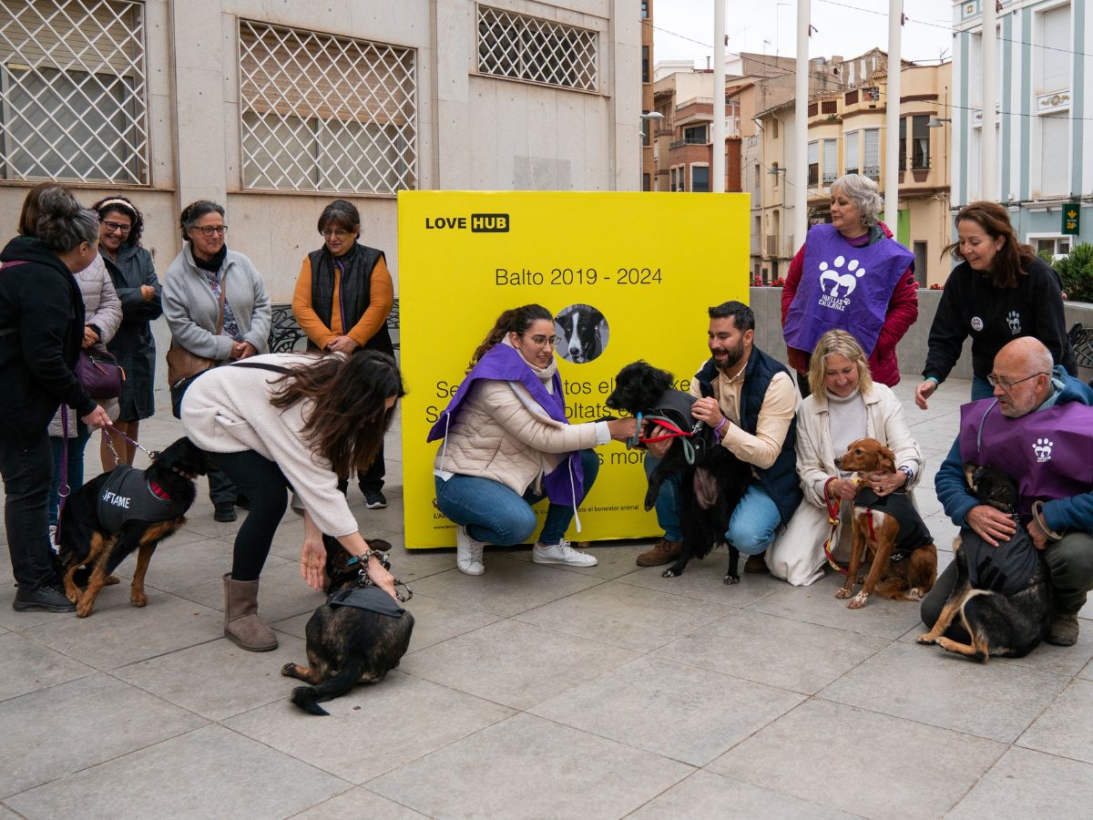 L’Alcora se pone seria contra el abandono animal