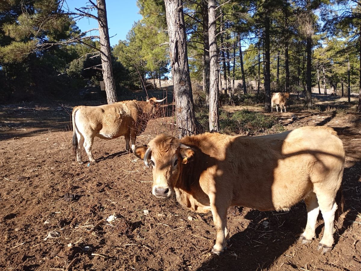 La sequía azota a los agricultores y ganaderos de Castellón y Valencia