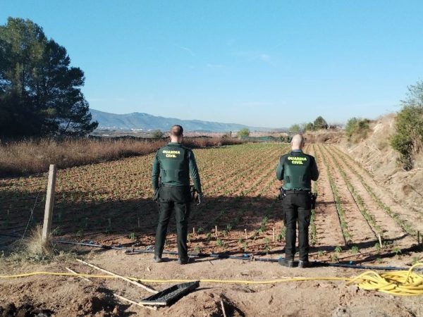 Miles de plantas de marihuana en un campo de cultivo agrícola