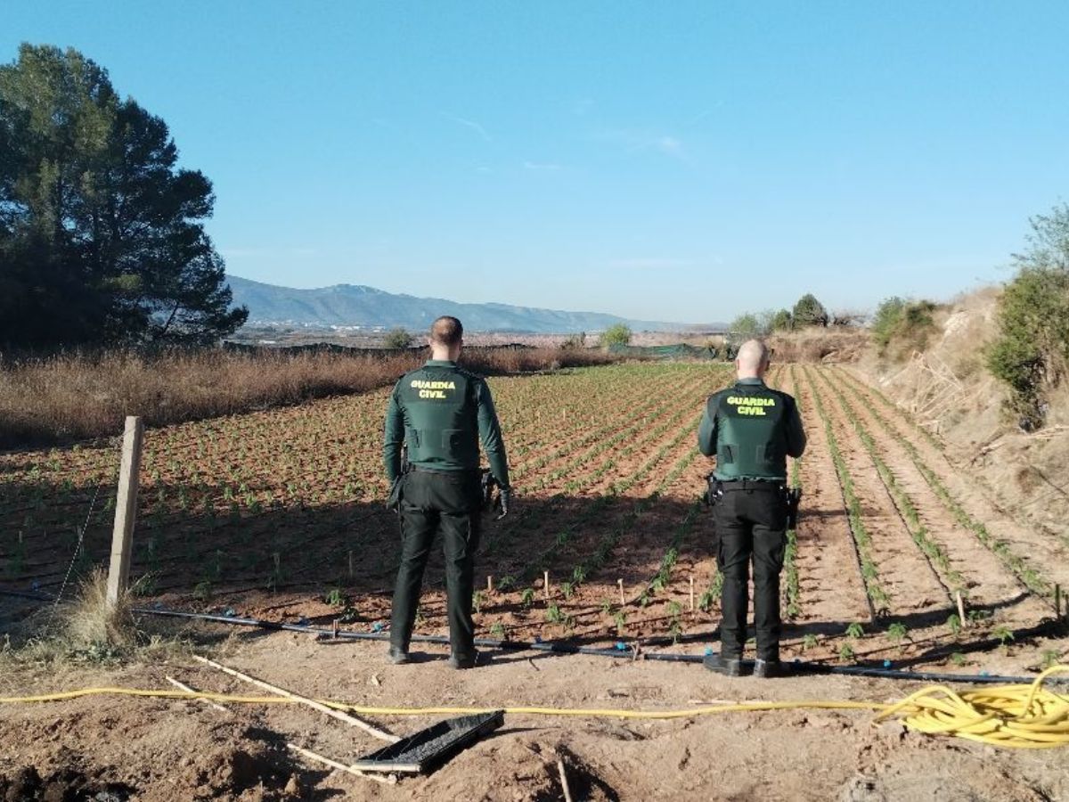 Miles de plantas de marihuana en un campo de cultivo agrícola