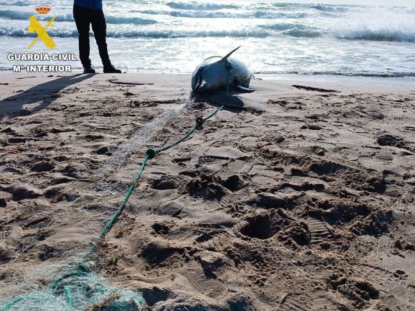Muere un delfín en El Perelló pese a los esfuerzos de rescate