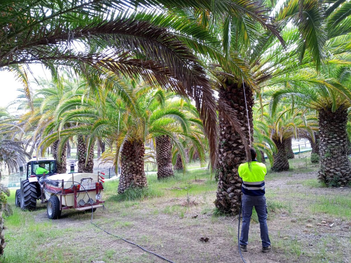 Segorbe ataca al picudo rojo de sus palmeras con nematodos