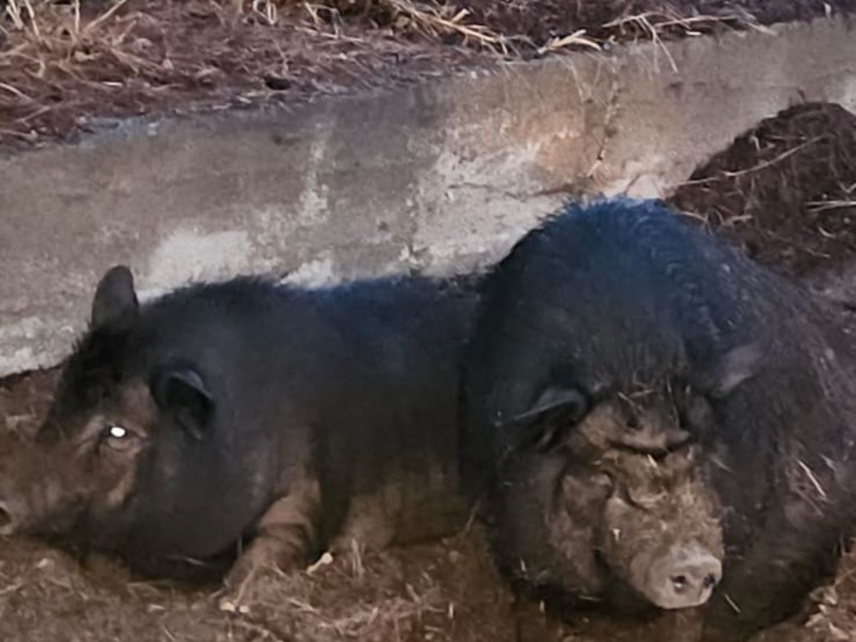 Suelta cerdos vietnamitas en un paraje de Vila-Real