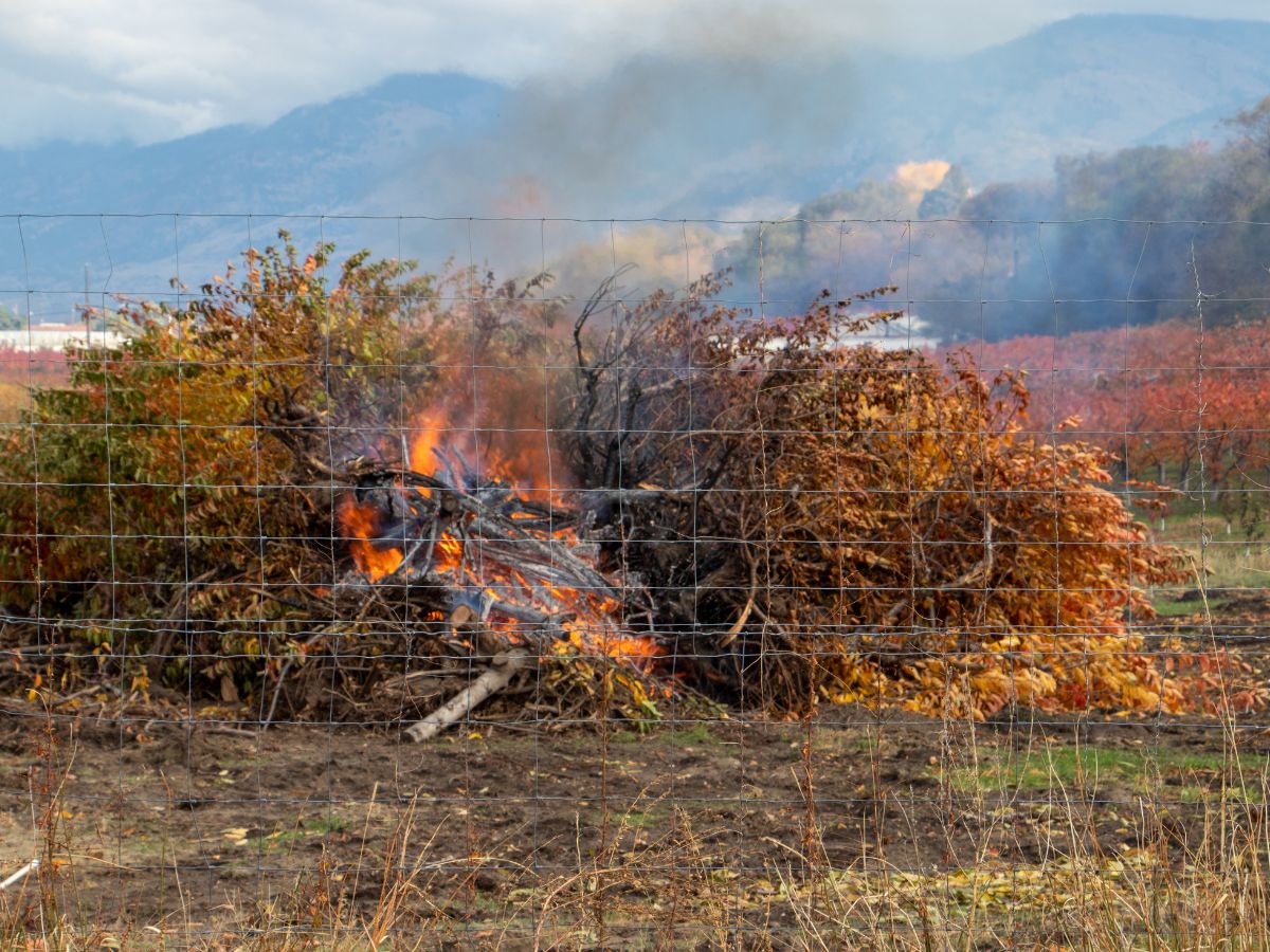 Suspensión de quemas agrícolas en la Comunitat Valenciana