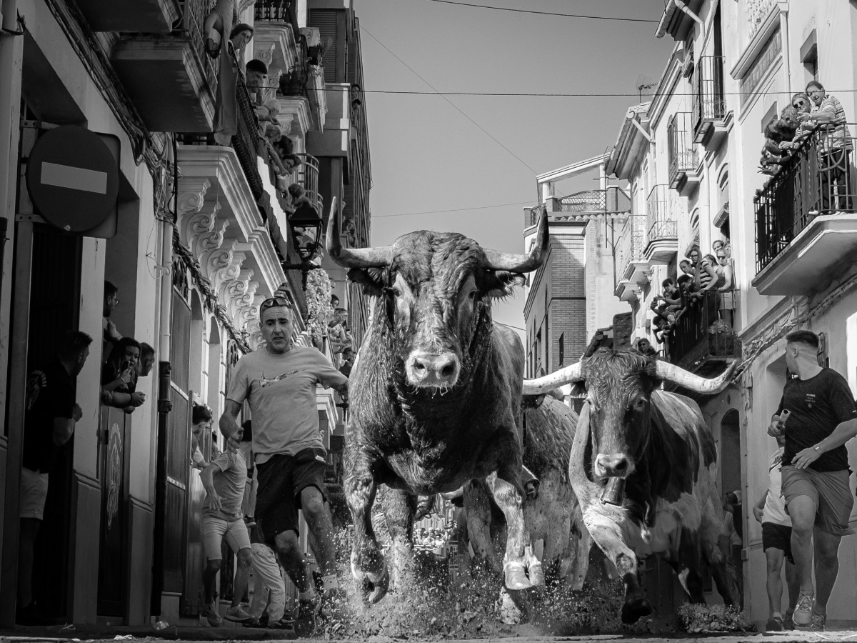 Las imágenes ganadoras serán empleadas como elemento principal en los carteles taurinos de las fiestas de Santa Quitèria y de la Mare de Déu del Roser.