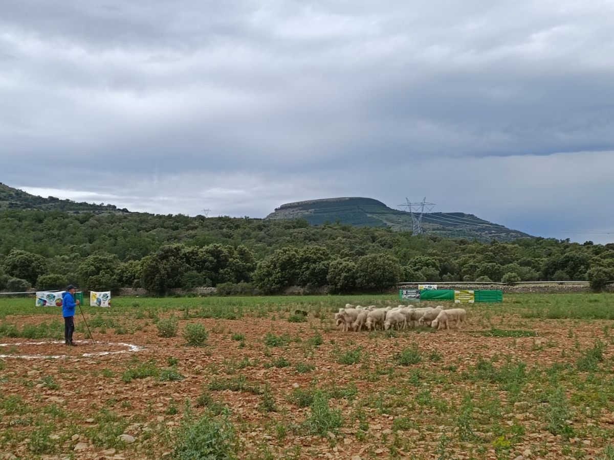 Ares del Maestrat será el escenario, durante el fin de semana del 15 y 16 de junio, de la XVII edición del Concurs de Gossos de Rabera.