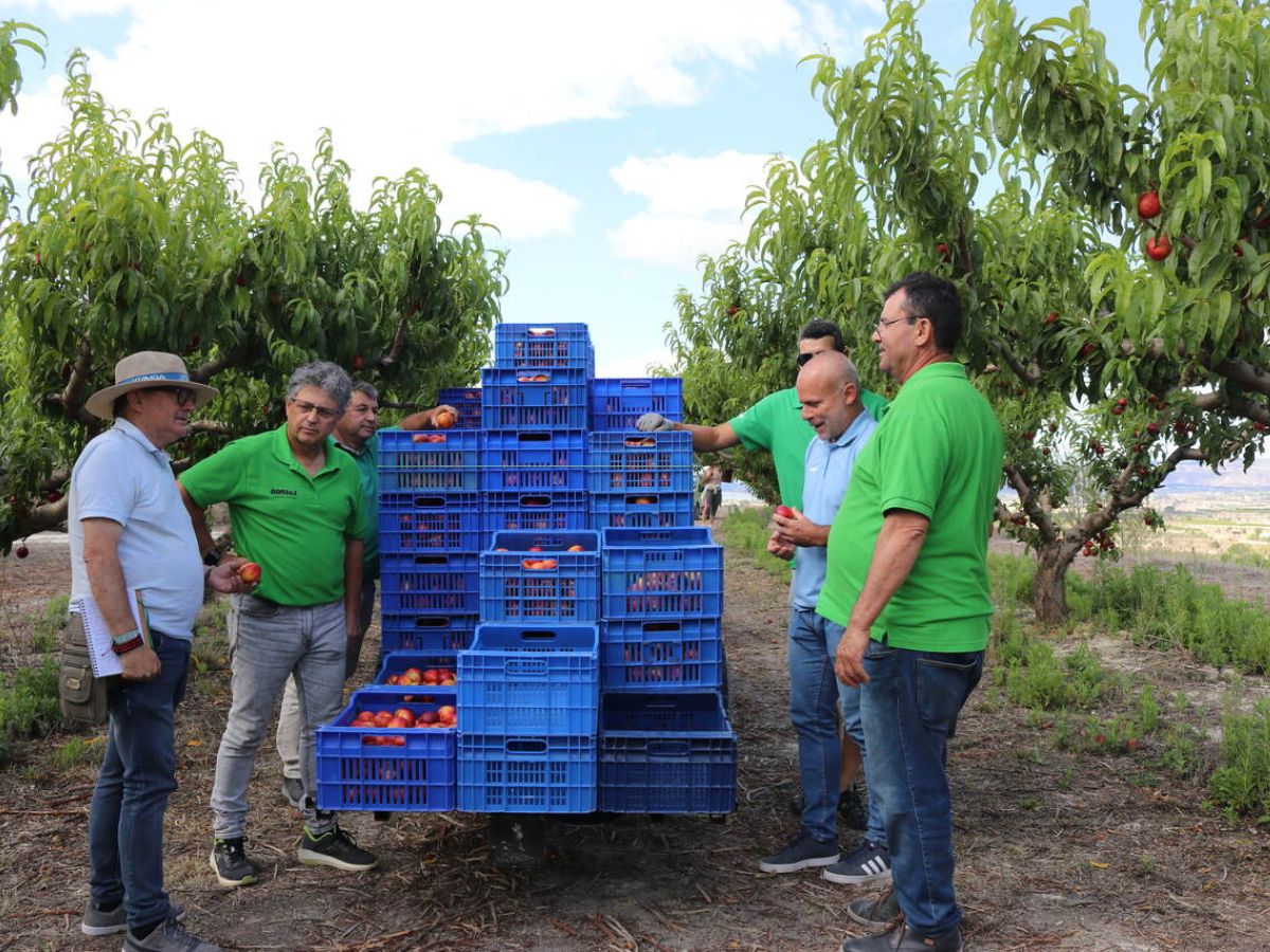 Aumenta la cosecha de fruta pero falta mano de obra