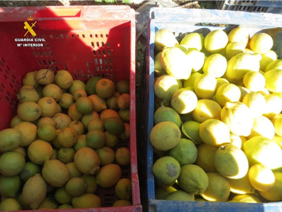 En conjunto, se hicieron con 71.370 kilos de limones, dejando una deuda pendiente de 31.954 euros a las personas afectadas.