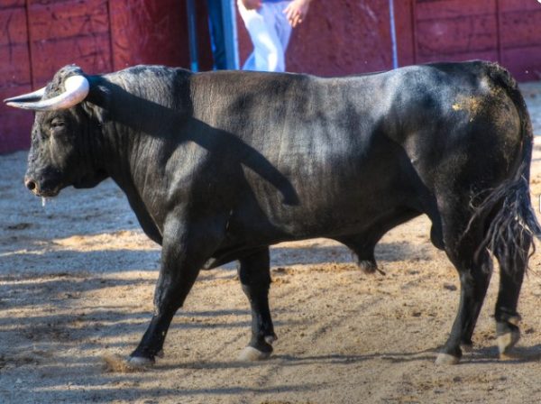 Exigen protección urgente en los ‘bous al carrer’ por altas temperaturas