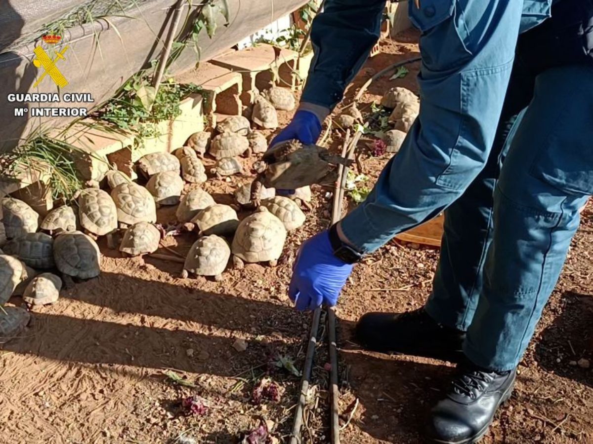 Incautan en una finca 229 tortugas de una especie protegida