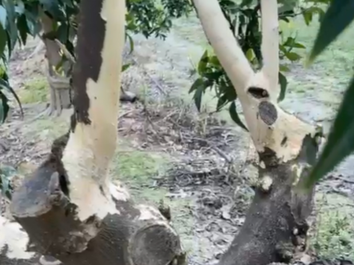 LA UNIÓ denuncia que Agricultura no publica la Orden de ayudas para paliar los daños en explotaciones agrarias por fauna salvaje.