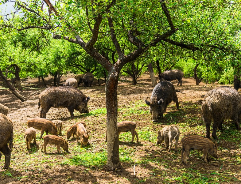 La fauna salvaje devasta cultivos «sin respuesta de la Administración»