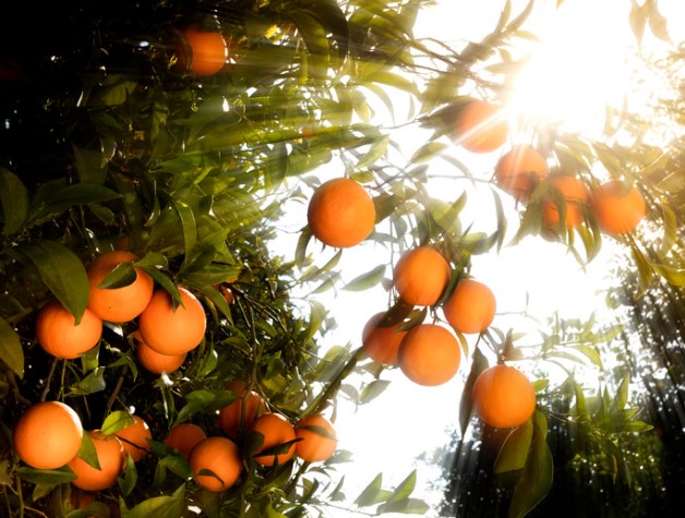 La provincia celebra la ‘Fiesta de la Naranja’ en Castellón