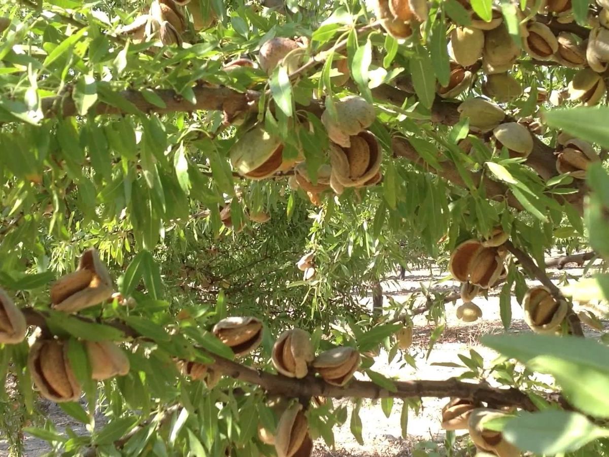 Fuerte descenso en la producción de almendras por la sequía