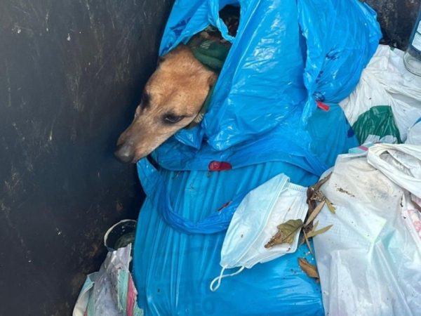 Mujer bajo investigación por arrojar perro malherido a contenedor