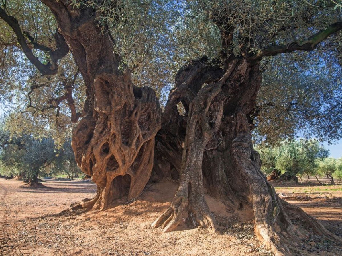 ‘Oleum, Jornadas del Aceite de Oliva y la Cultura Gastro’ en Canet lo Roig