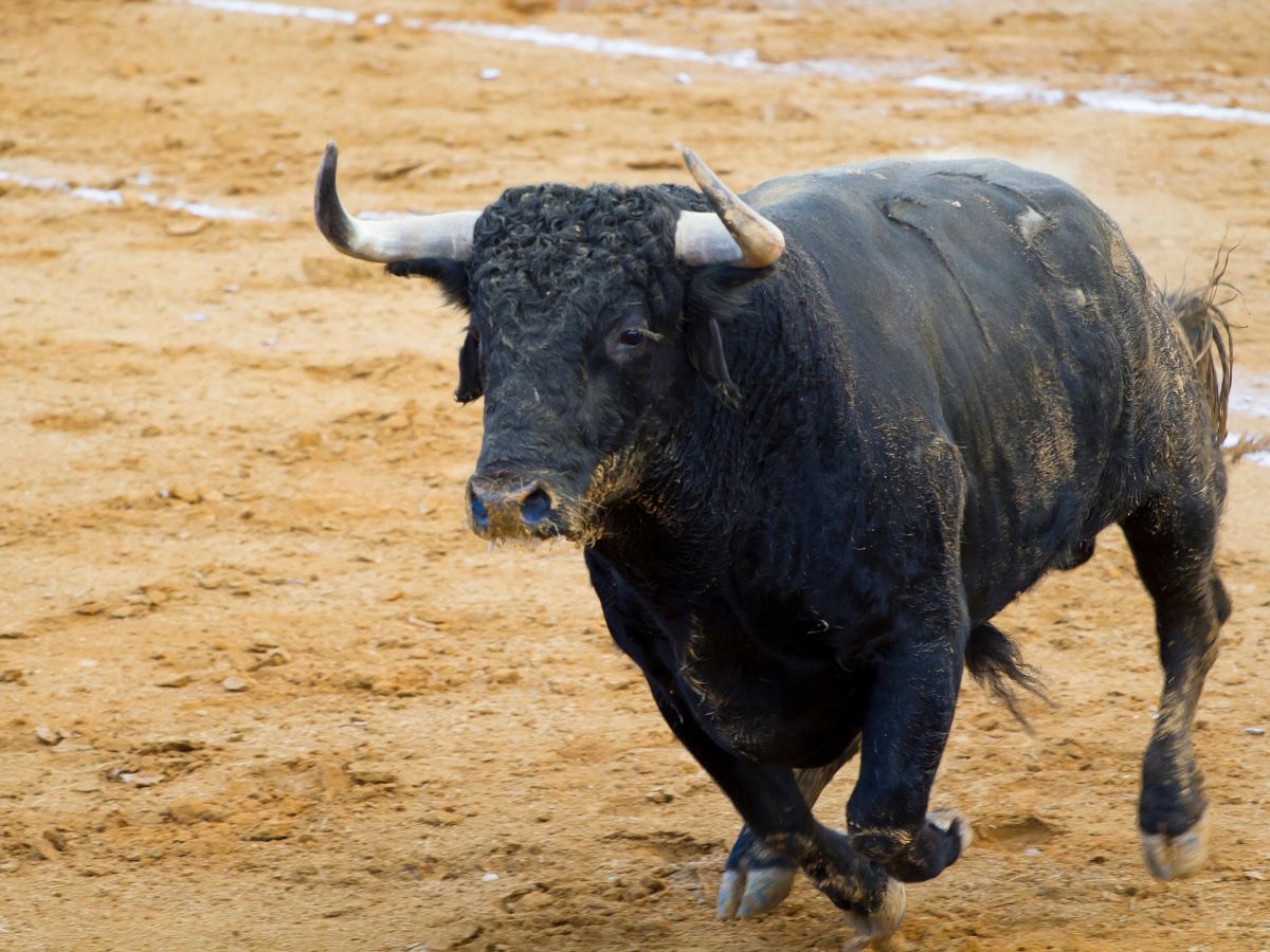 PACMA pide a Sánchez prohibir las corridas de toros como en Colombia