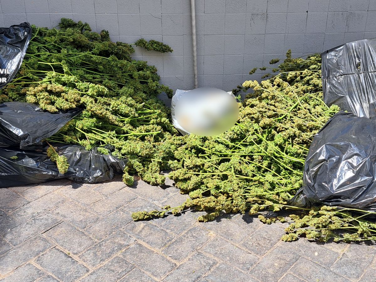 Plantación de marihuana junto a un centro educativo en Almassora