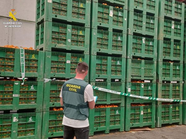 Seis detenidos por robar 21 toneladas de naranjas y venderlas en Nules