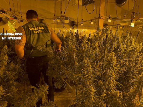 Tres detenidos en l’Alcora por el cultivo de marihuana en una nave