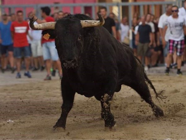 Almassora premia al mejor astado de las fiestas de Santa Quiteria