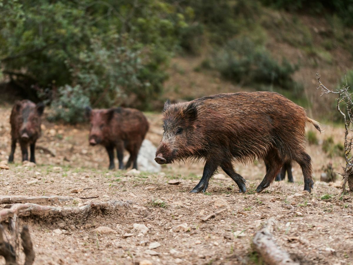 Ayudas para prevenir daños de jabalíes y otras especies