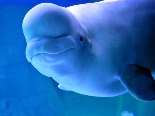 Belugas rescatadas de Ucrania llegan al Oceanogràfic de València