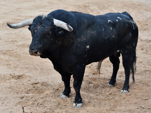 Cargan contra Vicente Barrera por dar fondos a la Fundación Toro de Lidia